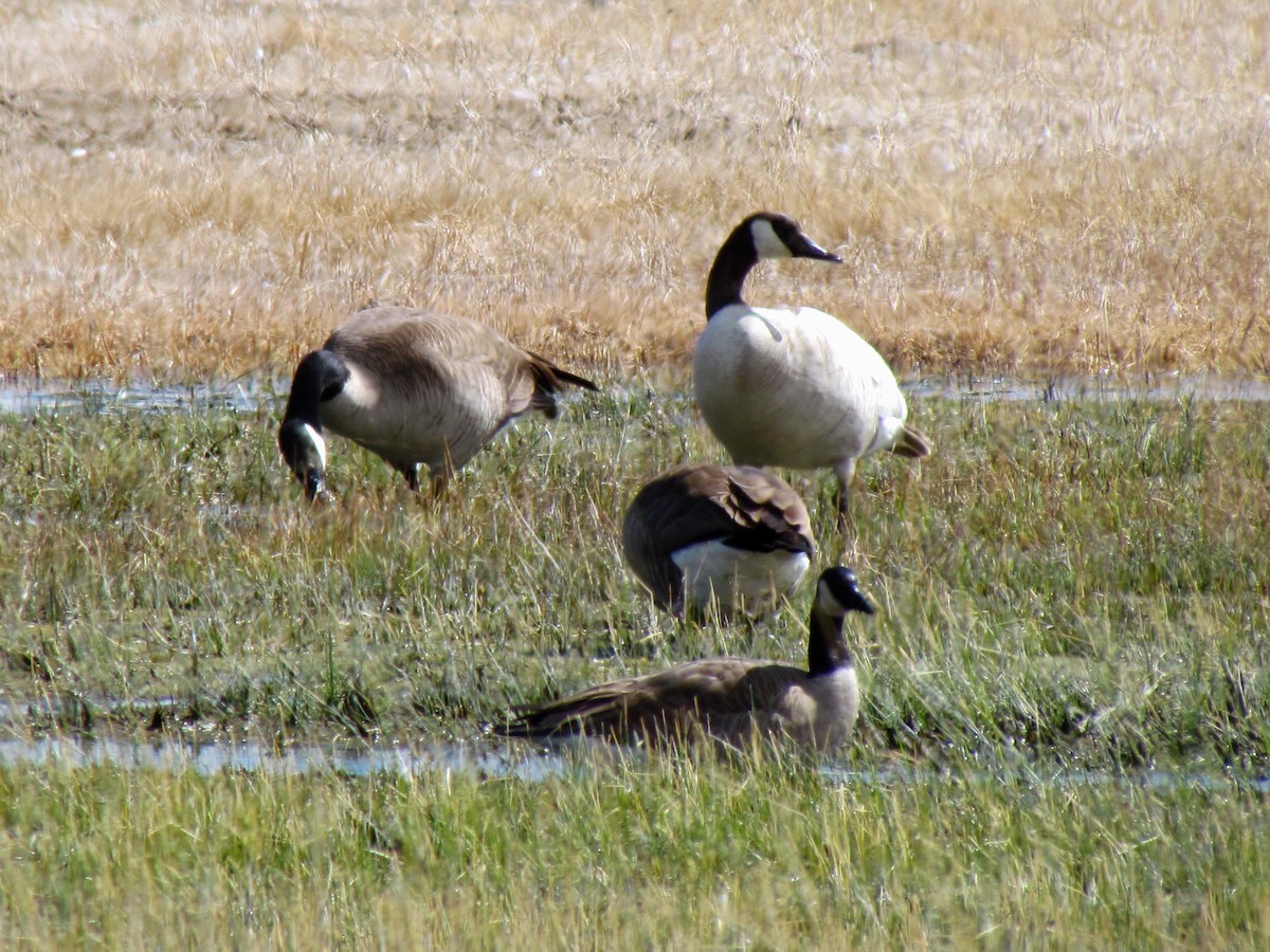 Canada Goose - Monday Birders