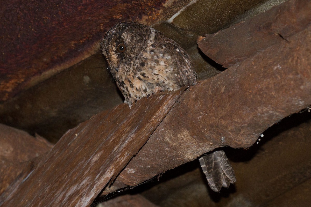 Mountain Owlet-nightjar - Kristof Zyskowski