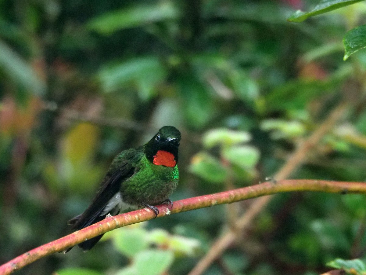 Colibrí Lucero - ML89691021