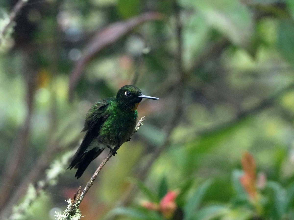 Colibrí Lucero - ML89691031