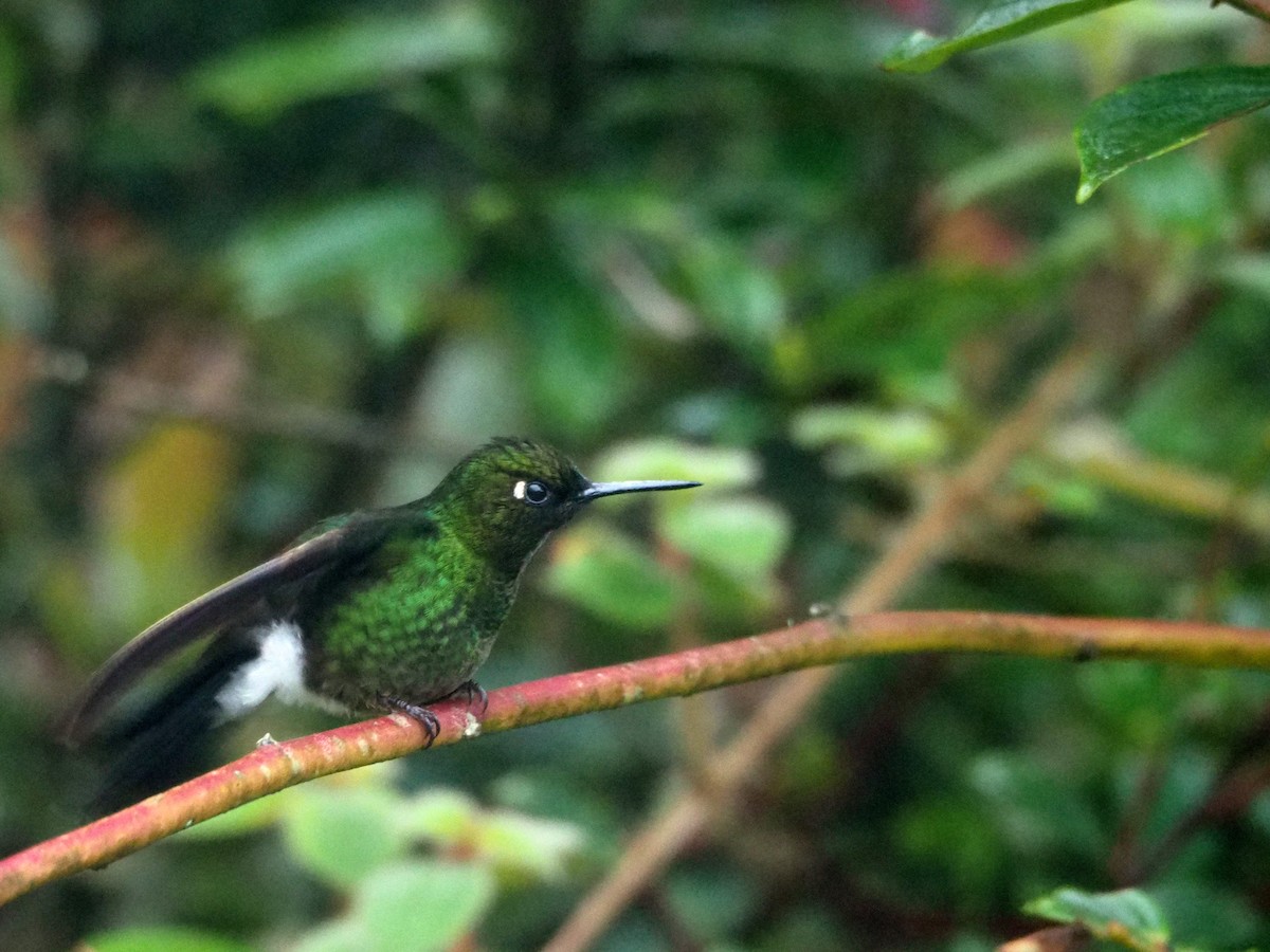 Colibrí Lucero - ML89691091