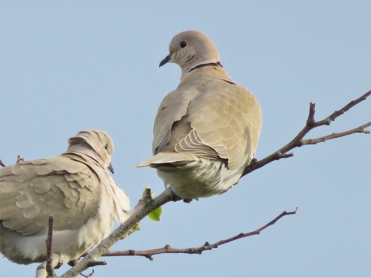 Eurasian Collared-Dove - ML89691141