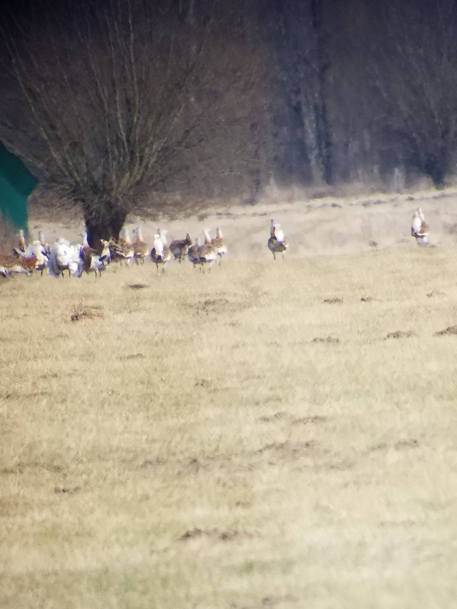 Great Bustard - ML89691681
