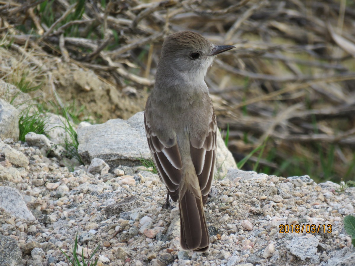 Ash-throated Flycatcher - ML89691871