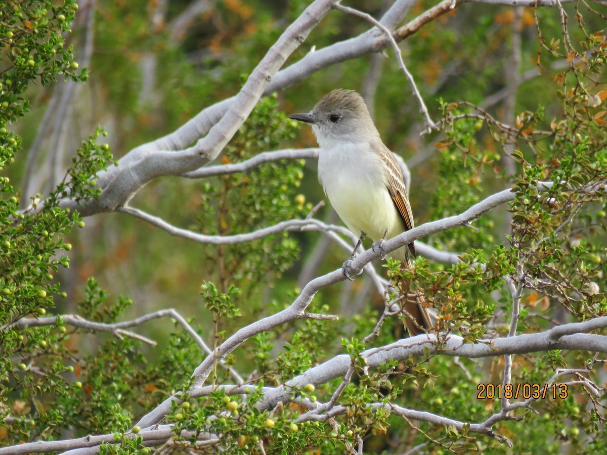 Ash-throated Flycatcher - ML89691881