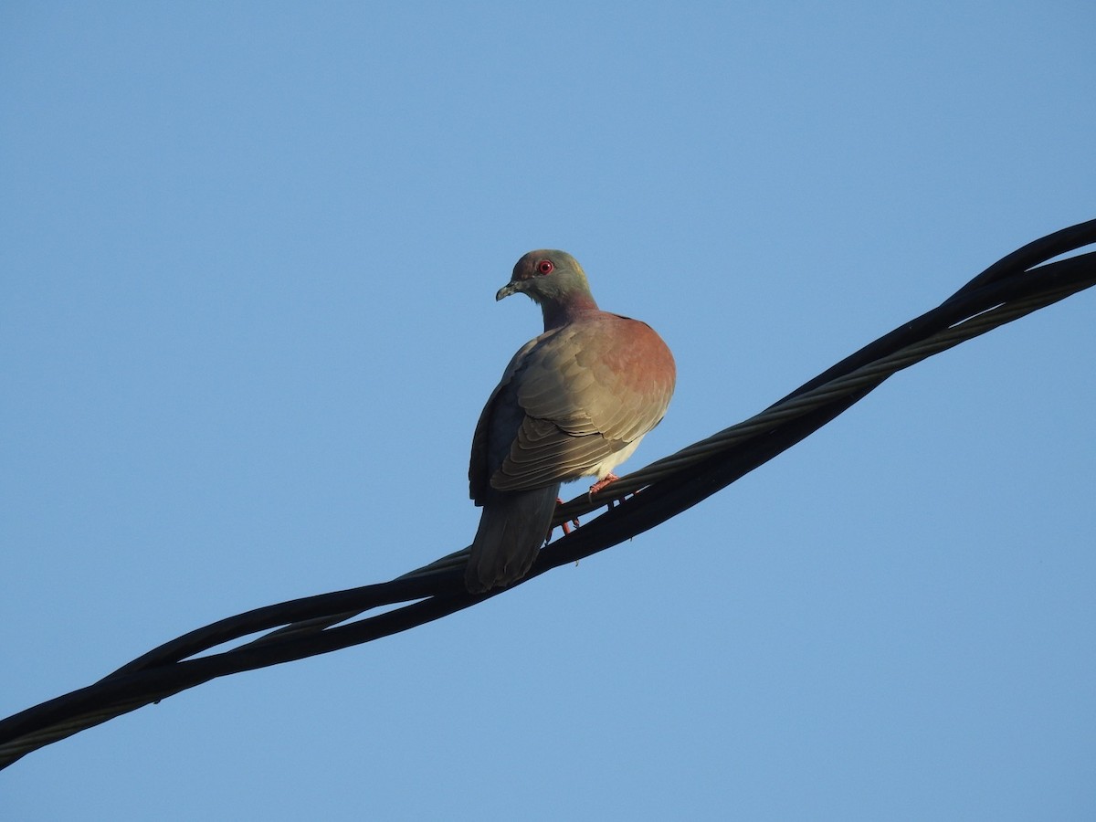 Pale-vented Pigeon - ML89692401