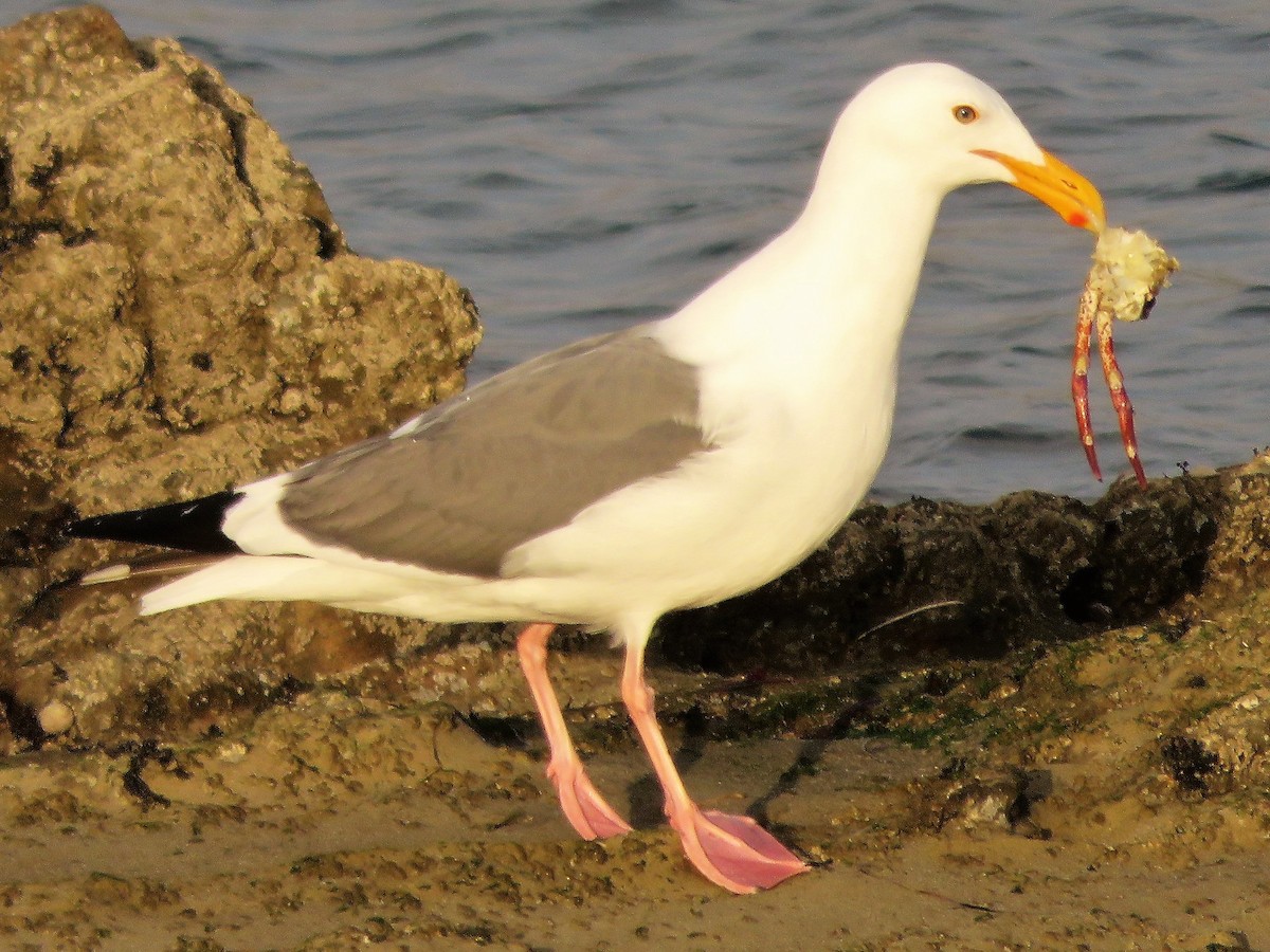 Western Gull - ML89692591