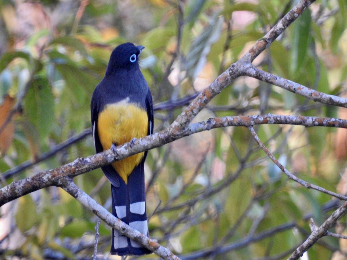 Trogon à tête noire - ML89692621