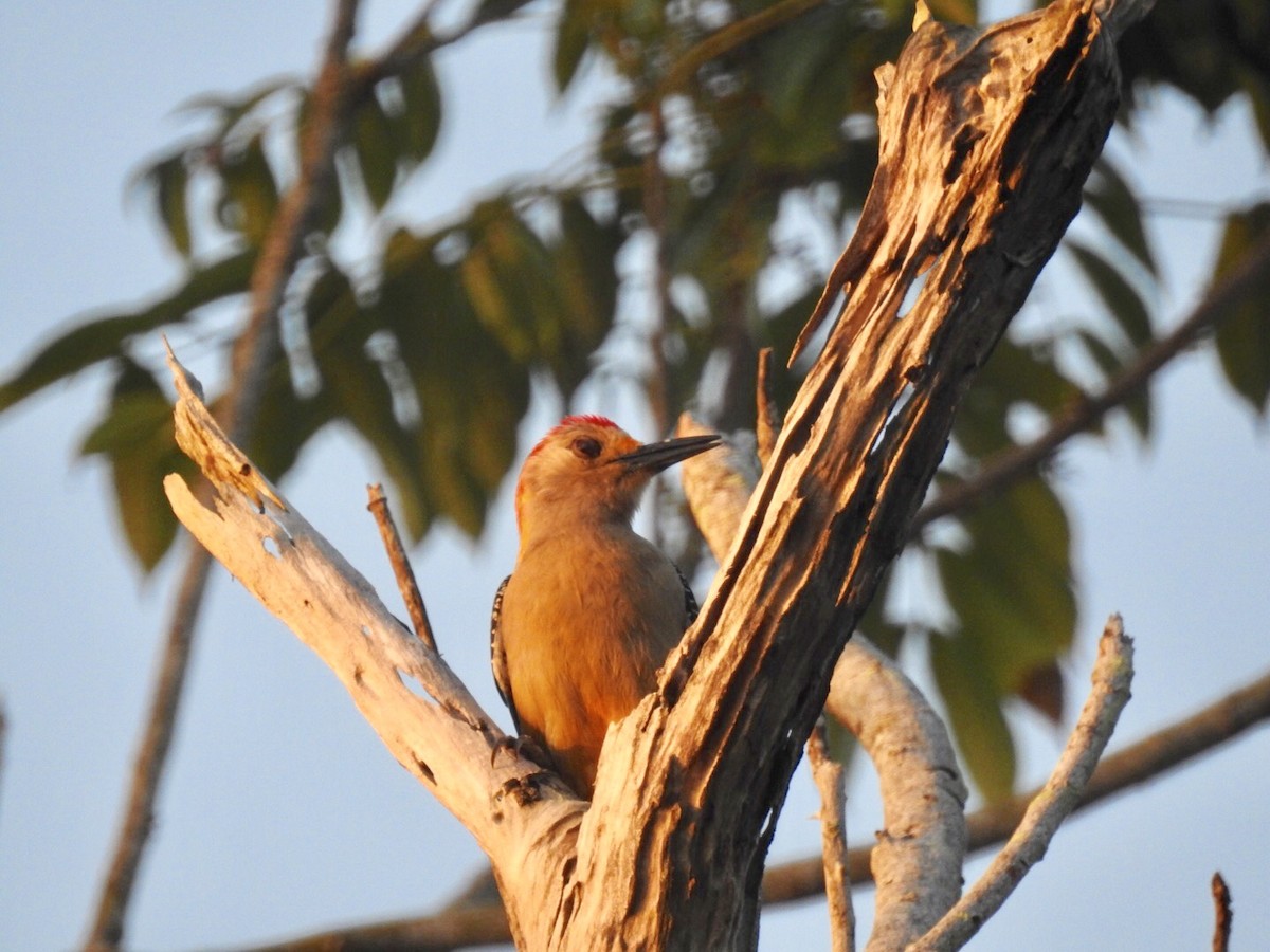 Carpintero Frentidorado (grupo santacruzi) - ML89692741