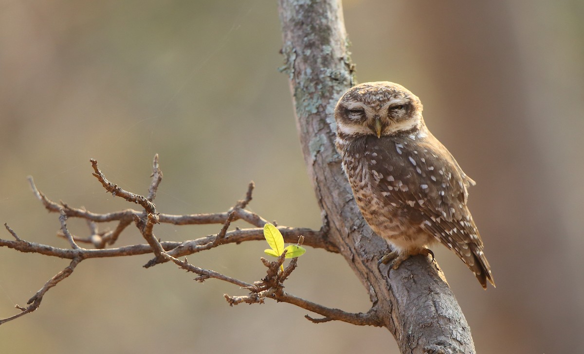 Spotted Owlet - ML89693331