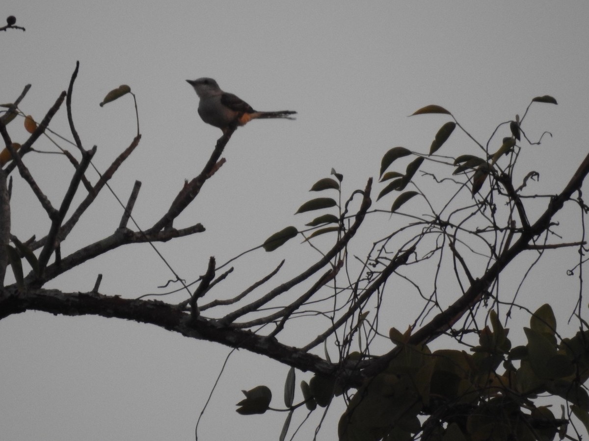 Scissor-tailed Flycatcher - ML89694011