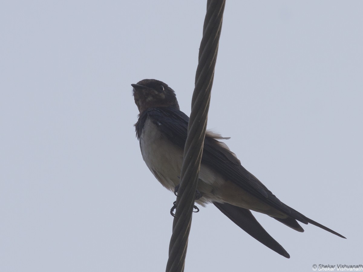 Barn Swallow - Shekar Vishvanath