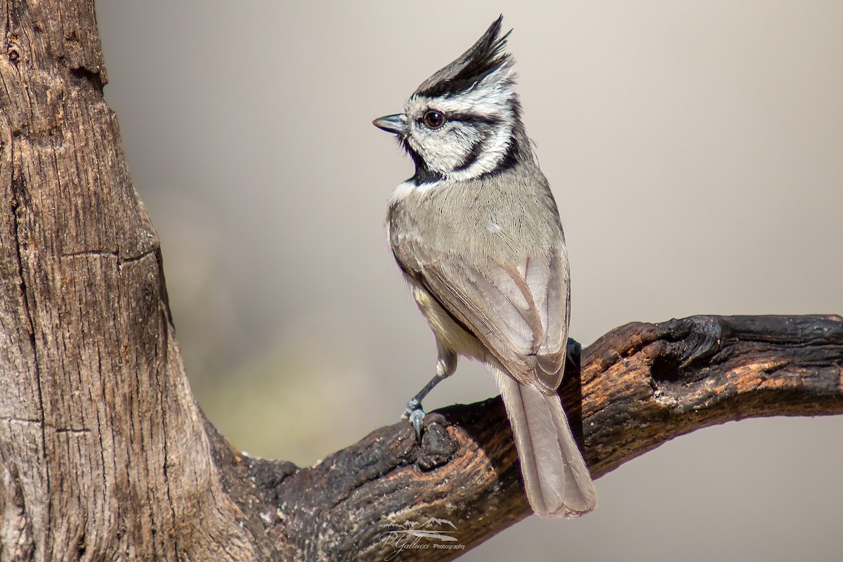 Bridled Titmouse - ML89694191