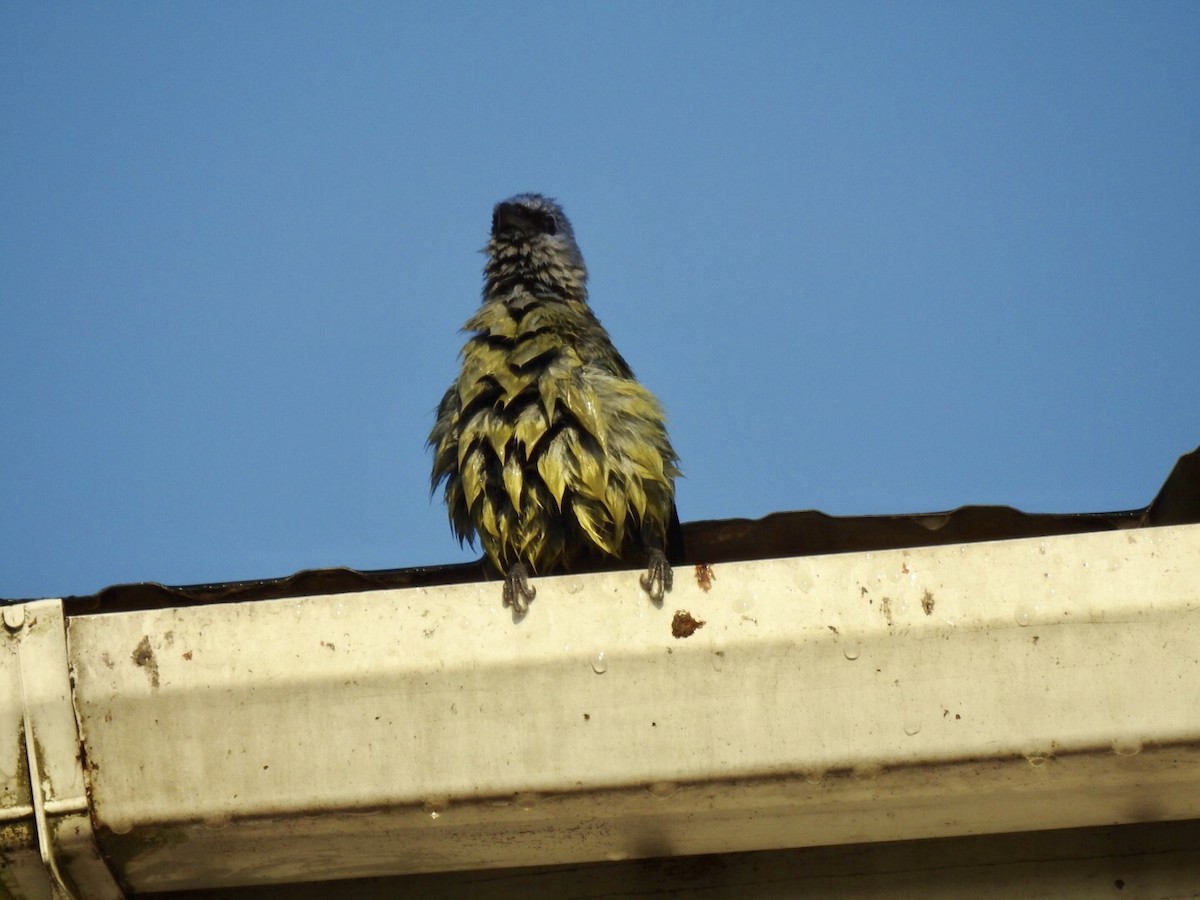 Yellow-winged Tanager - ML89694411