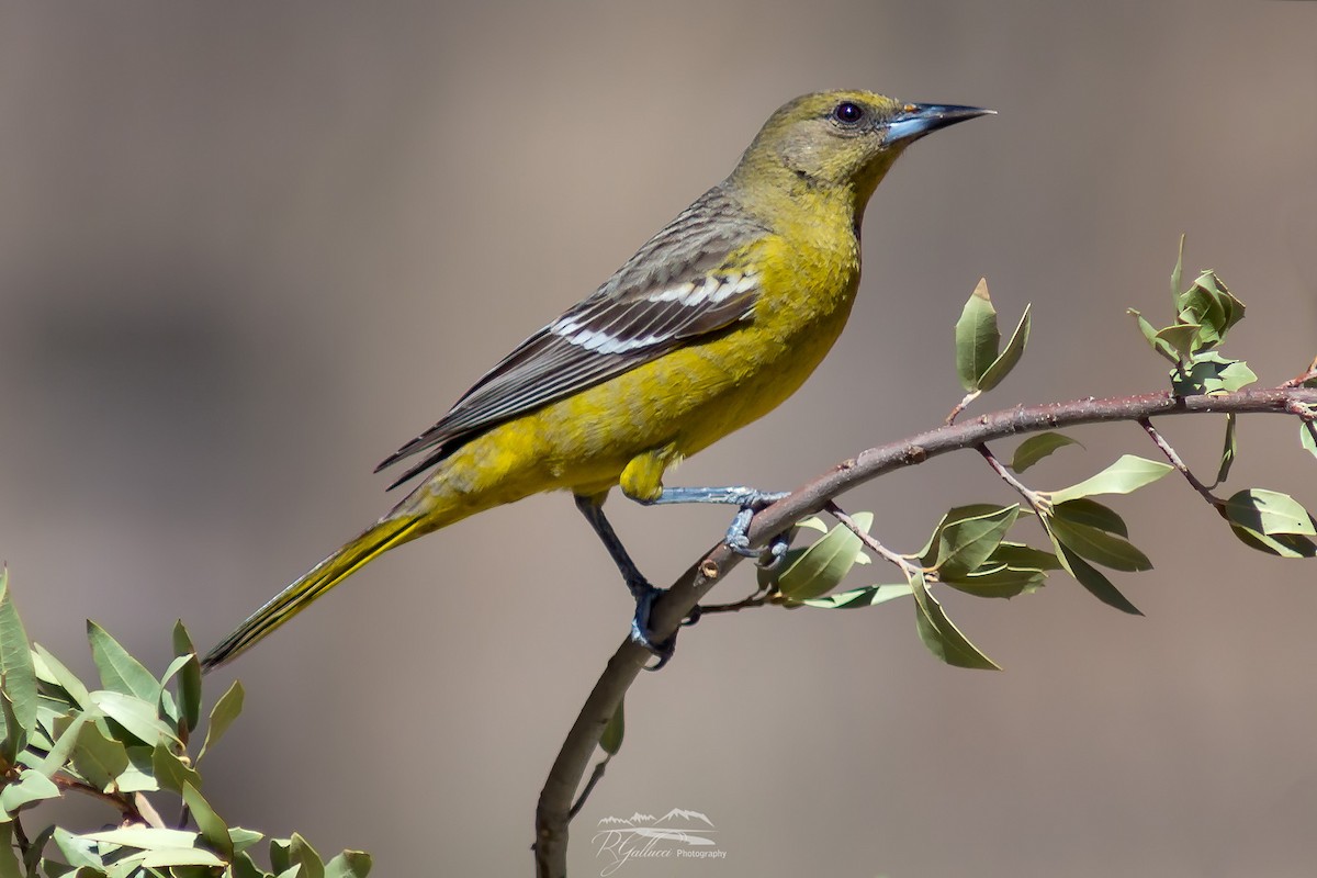 Scott's Oriole - Robert Gallucci