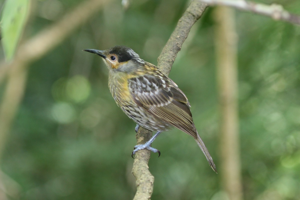 Macleay's Honeyeater - James (Jim) Holmes