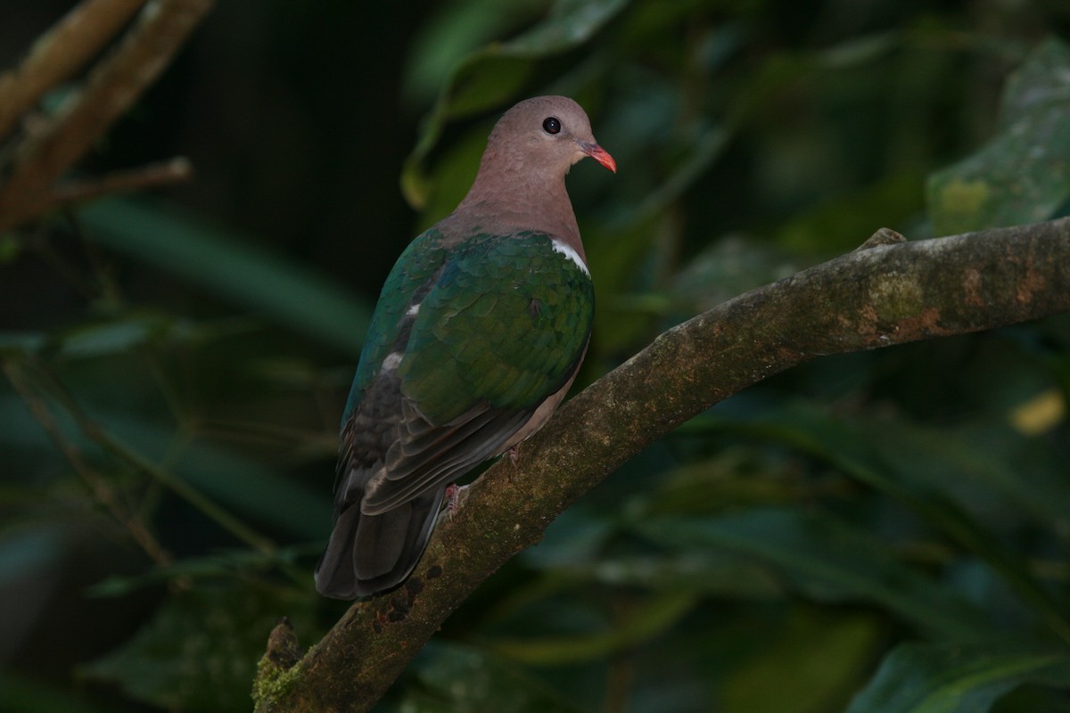 Palomita Esmeralda Cabeciparda - ML89700221