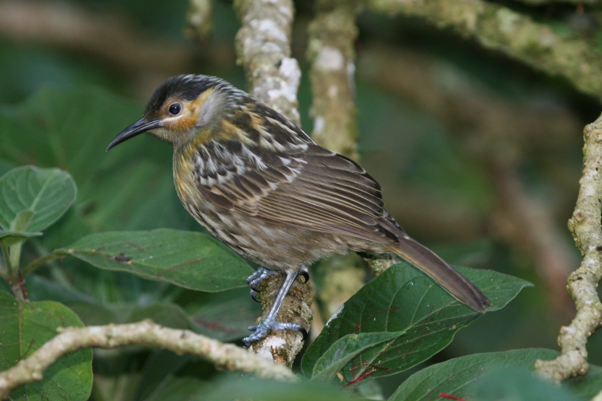 Macleay's Honeyeater - ML89700341