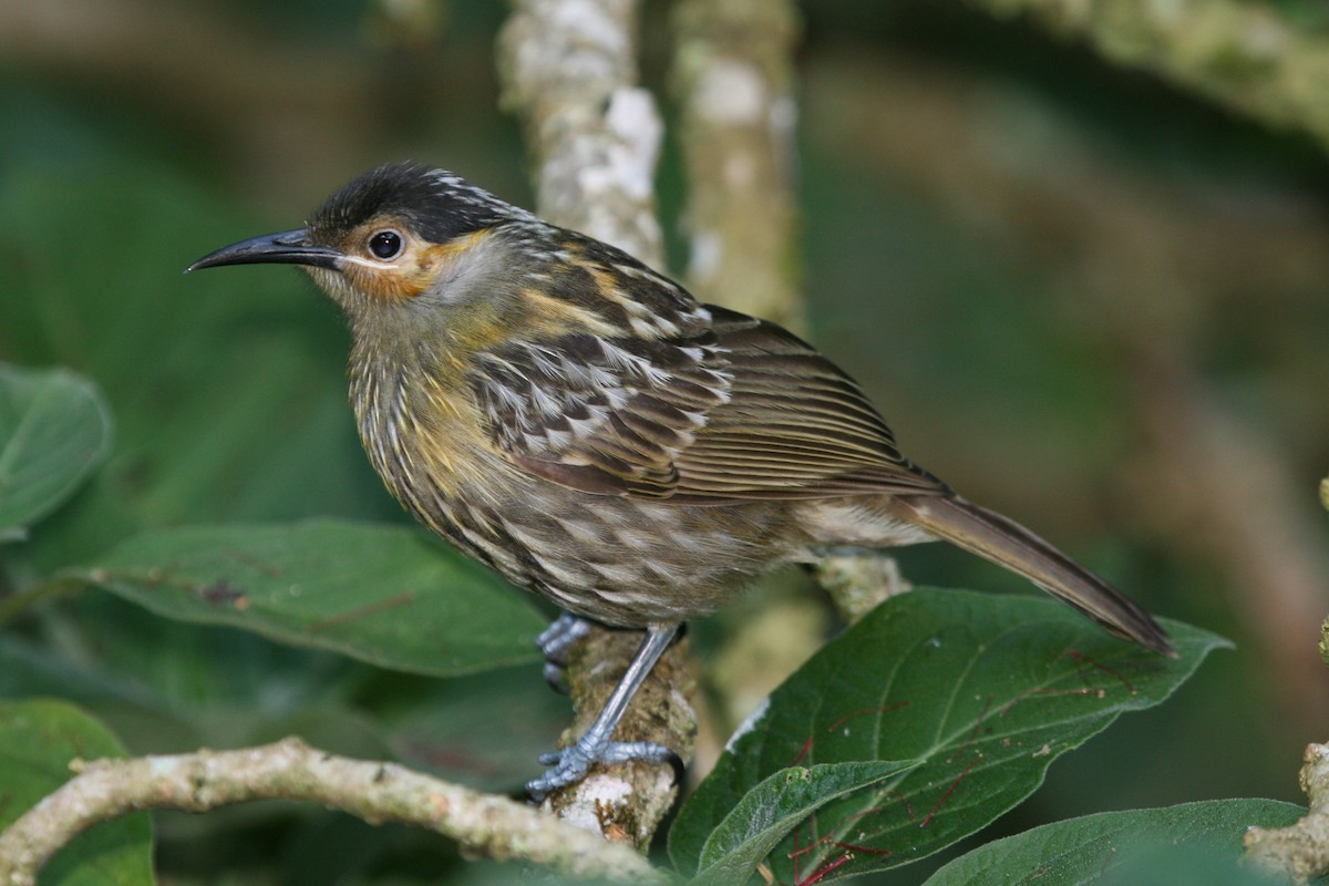 Macleay's Honeyeater - ML89700411