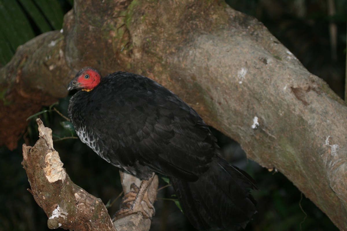 Australian Brushturkey - ML89700461