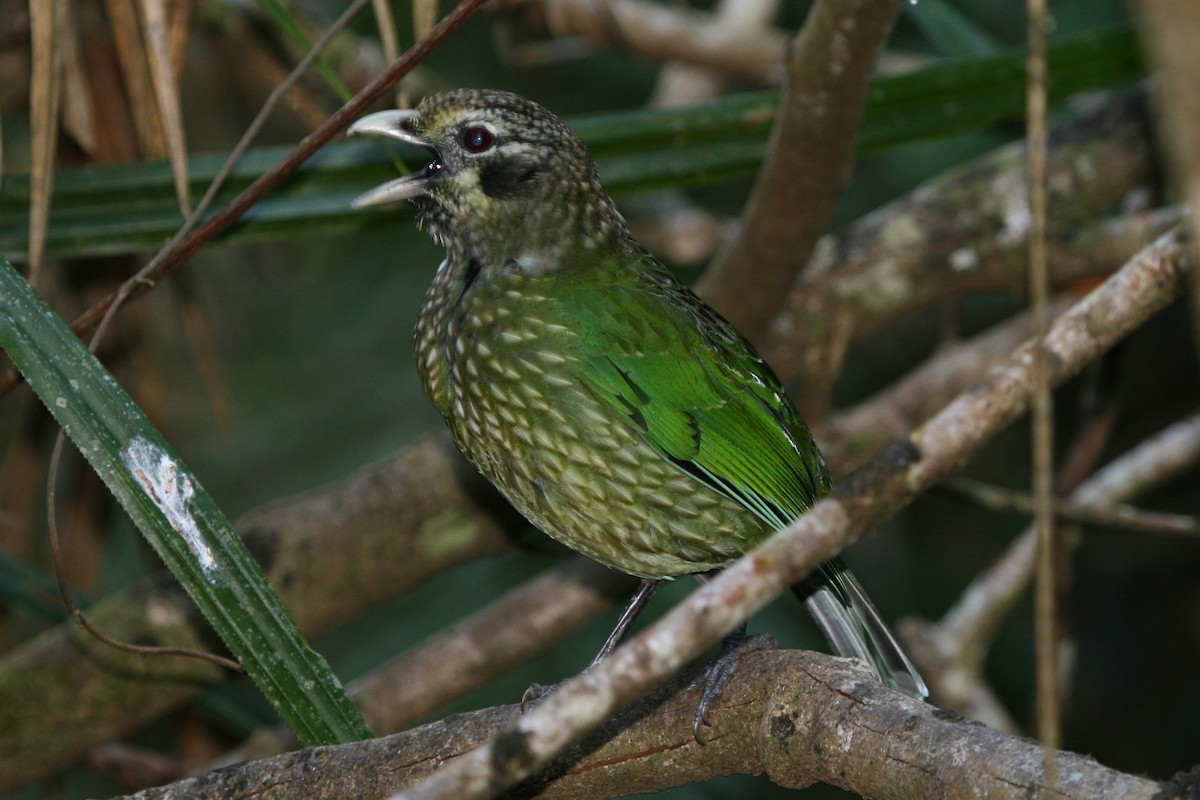 Spotted Catbird - ML89700511