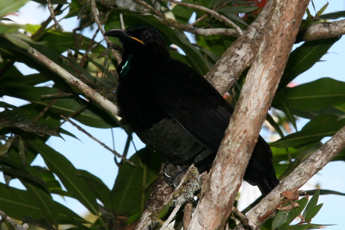 Victoria's Riflebird - ML89700651