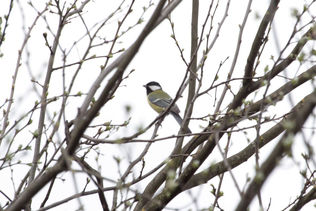 Great Tit - Salih MALAKCIOGLU