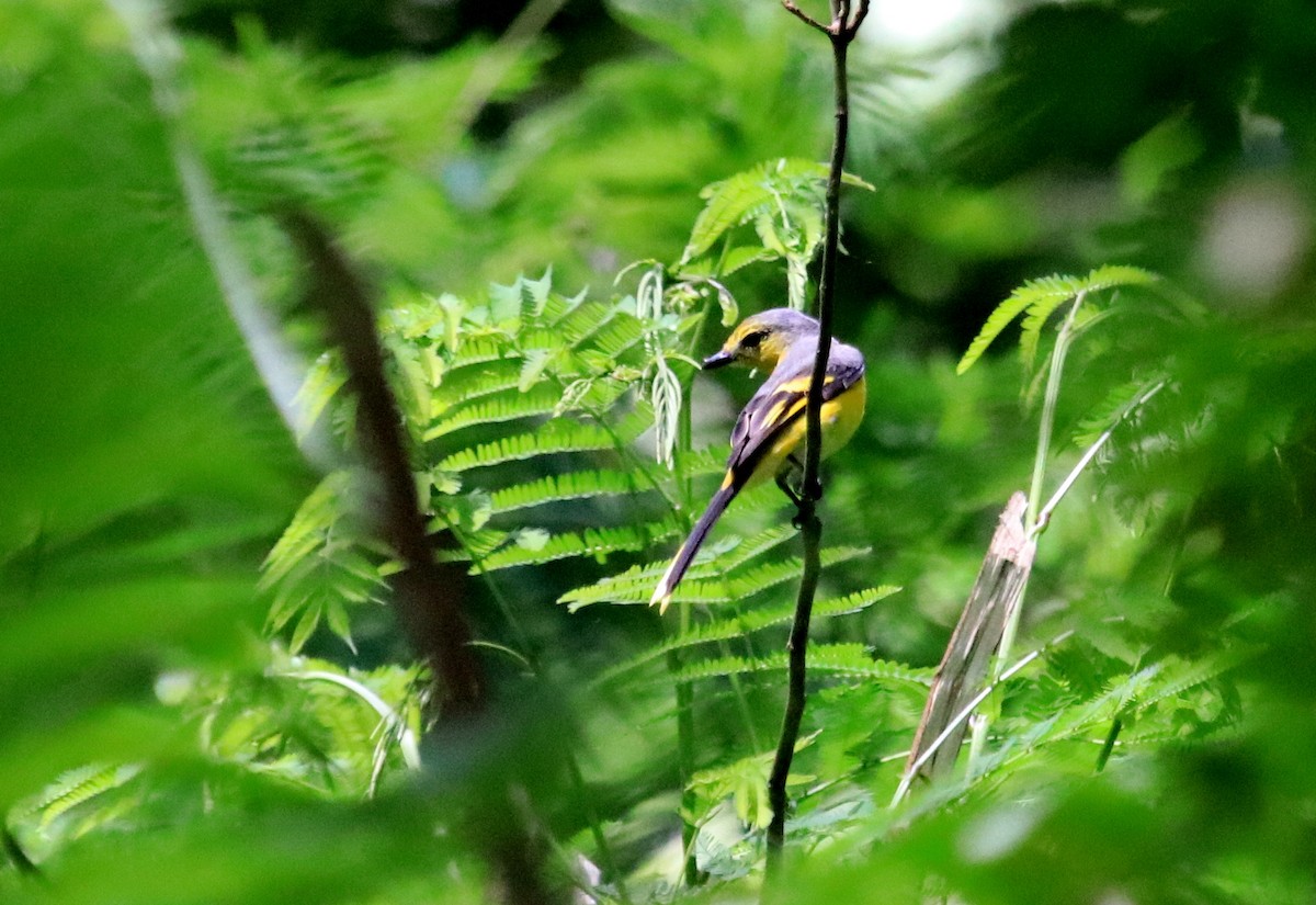 Scarlet Minivet - Siti Sutedjo