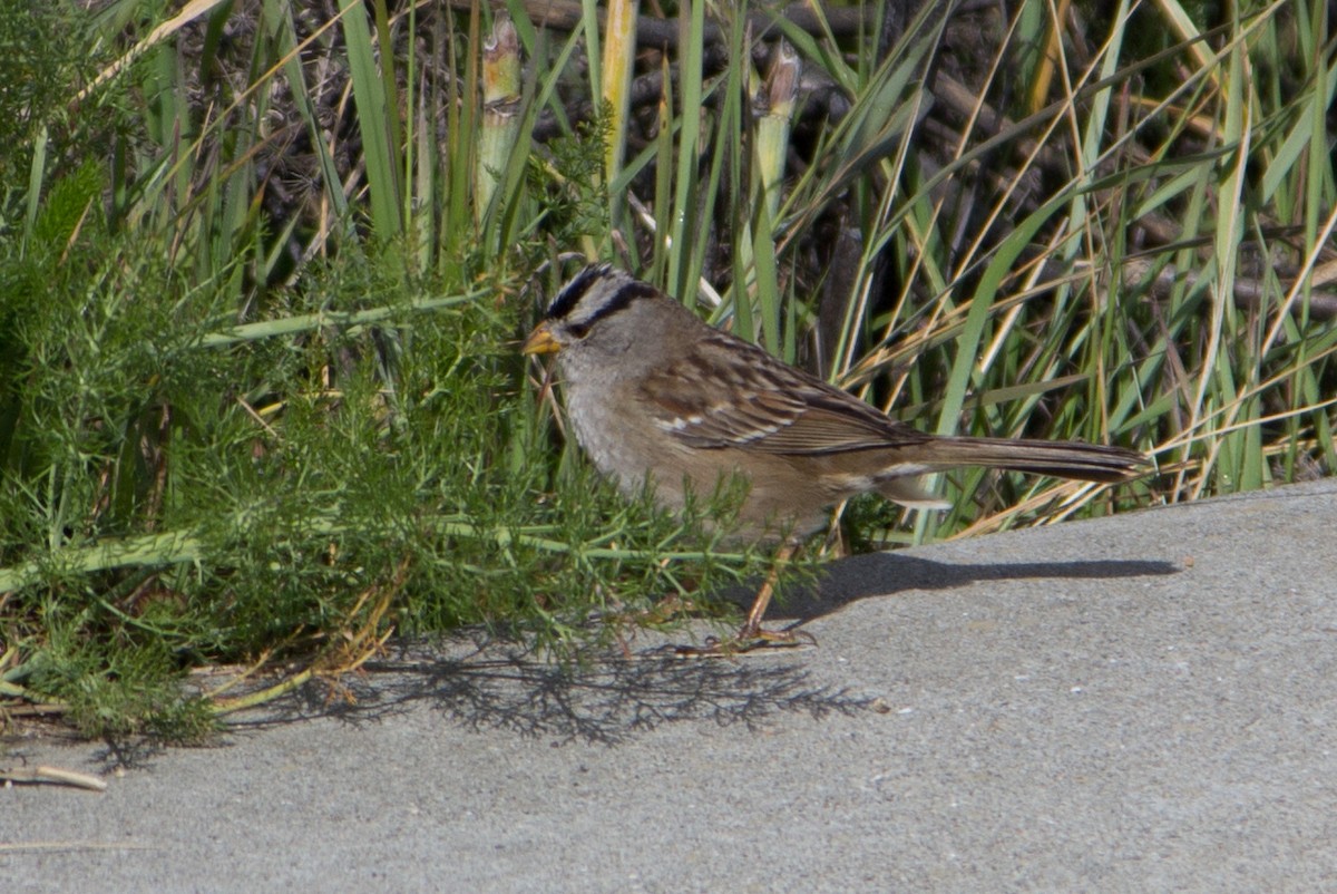 White-crowned Sparrow - Lindy Fung