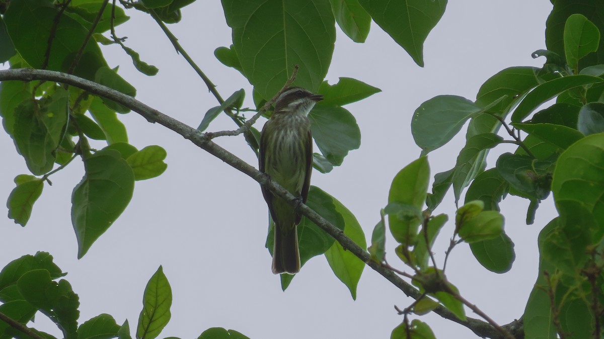 Piratic Flycatcher - ML89705921