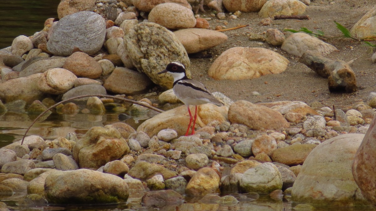 Pied Plover - ML89705971