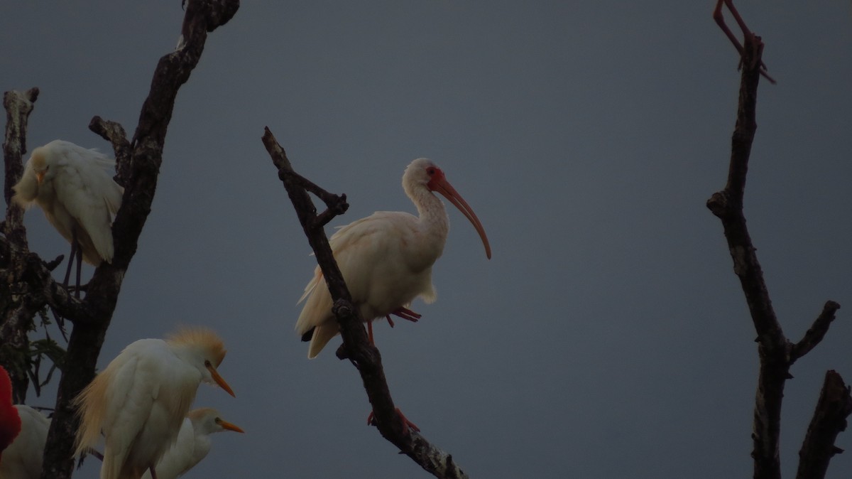 White Ibis - ML89705991