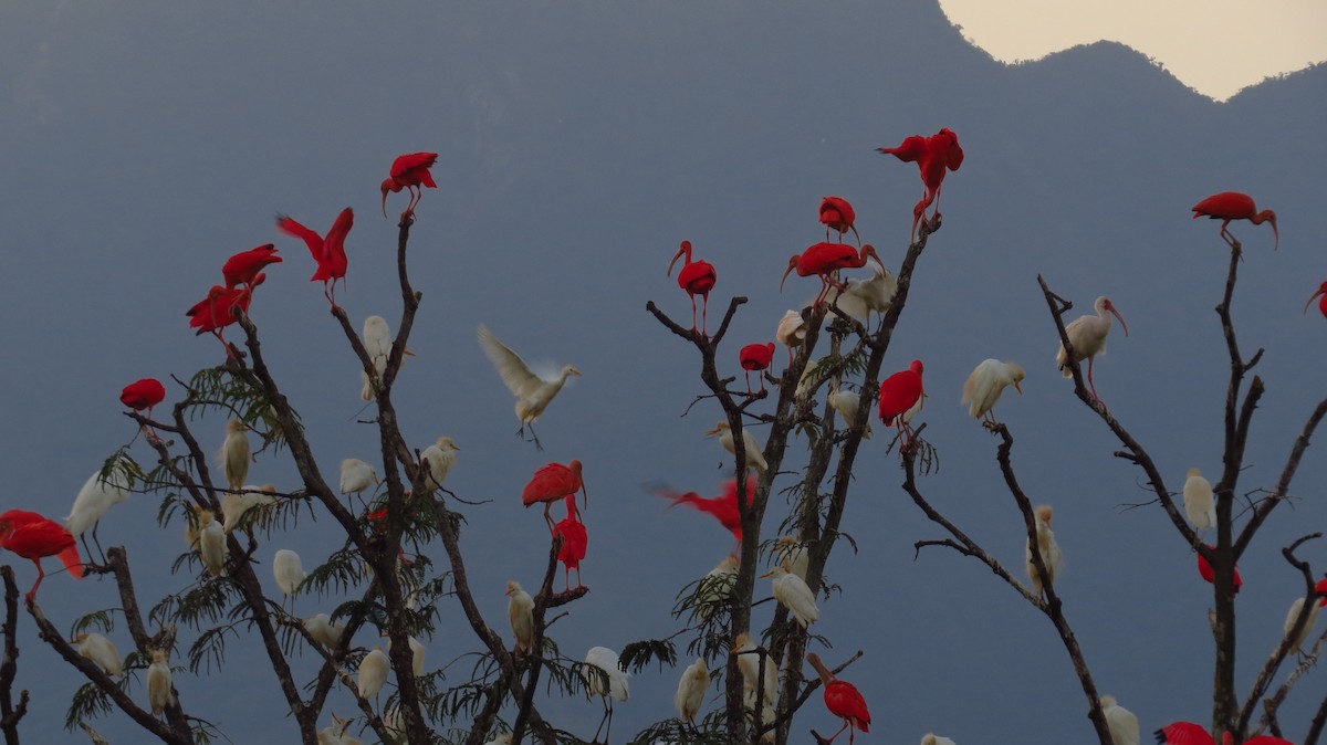 Ibis Escarlata - ML89706061