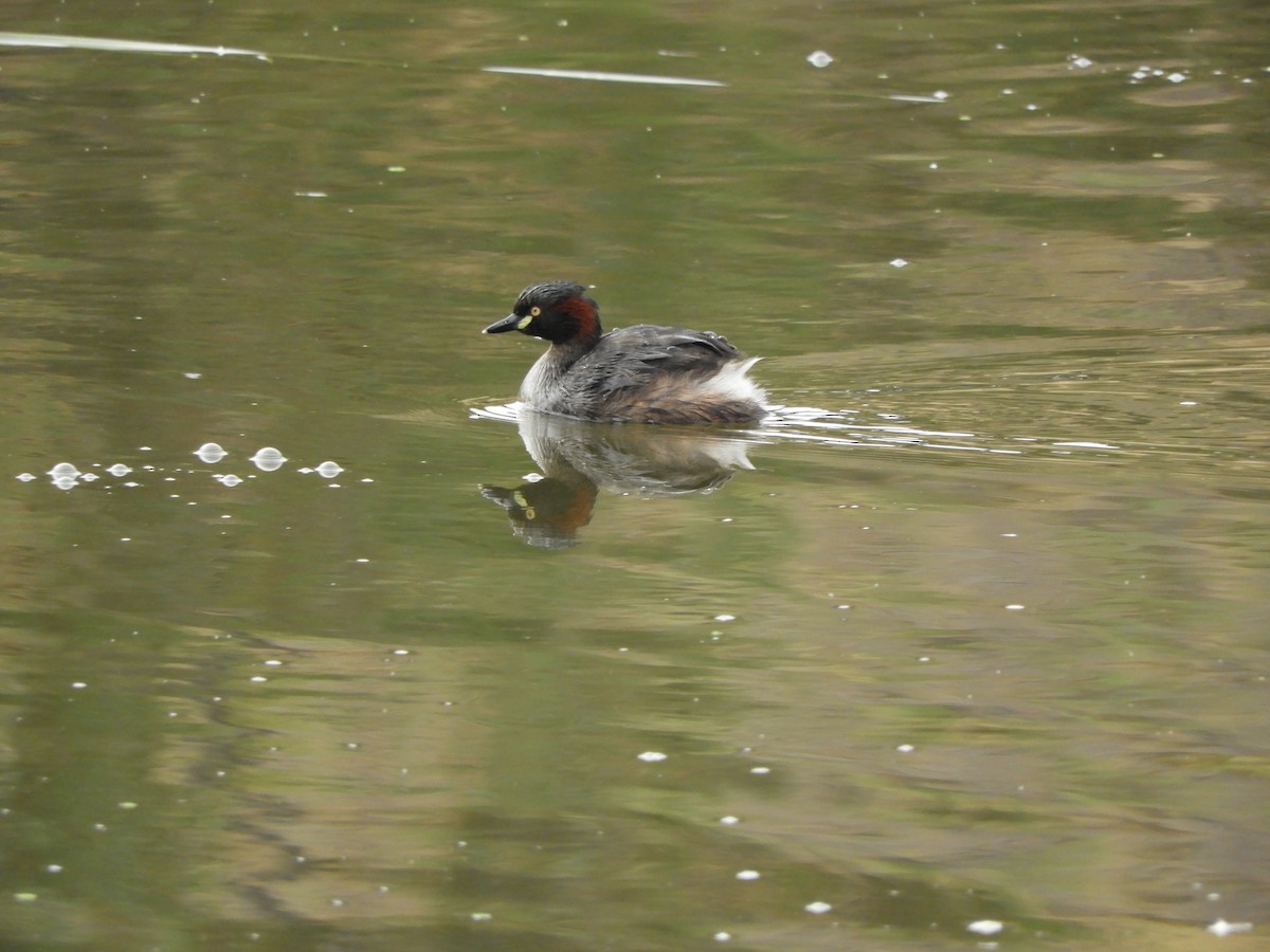 Australasian Grebe - Charles Silveira