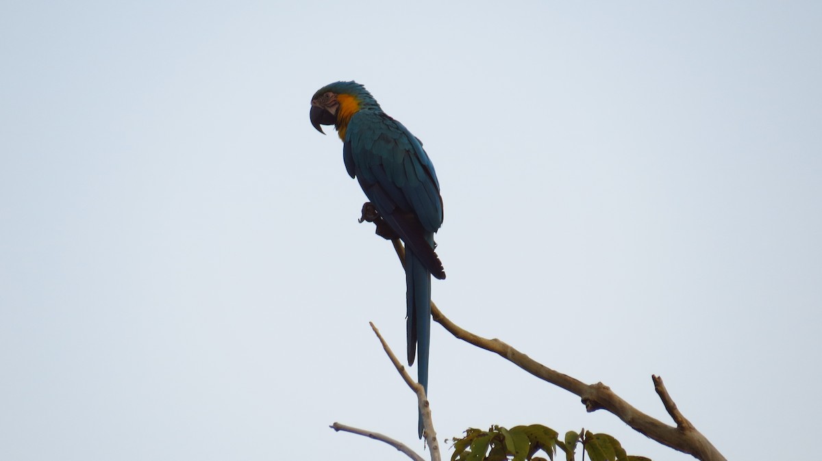 Blue-and-yellow Macaw - Jorge Muñoz García   CAQUETA BIRDING