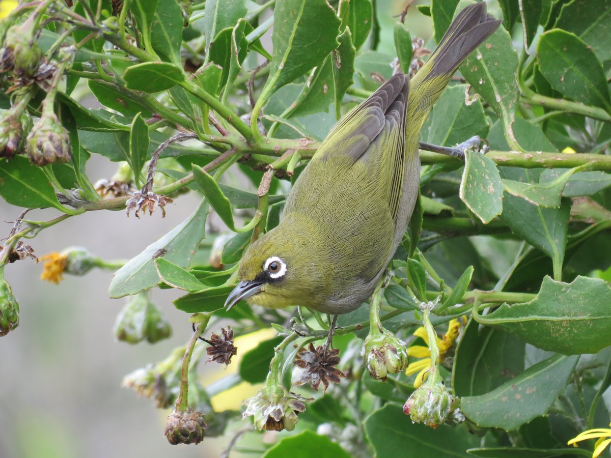 Cape White-eye - ML89709281