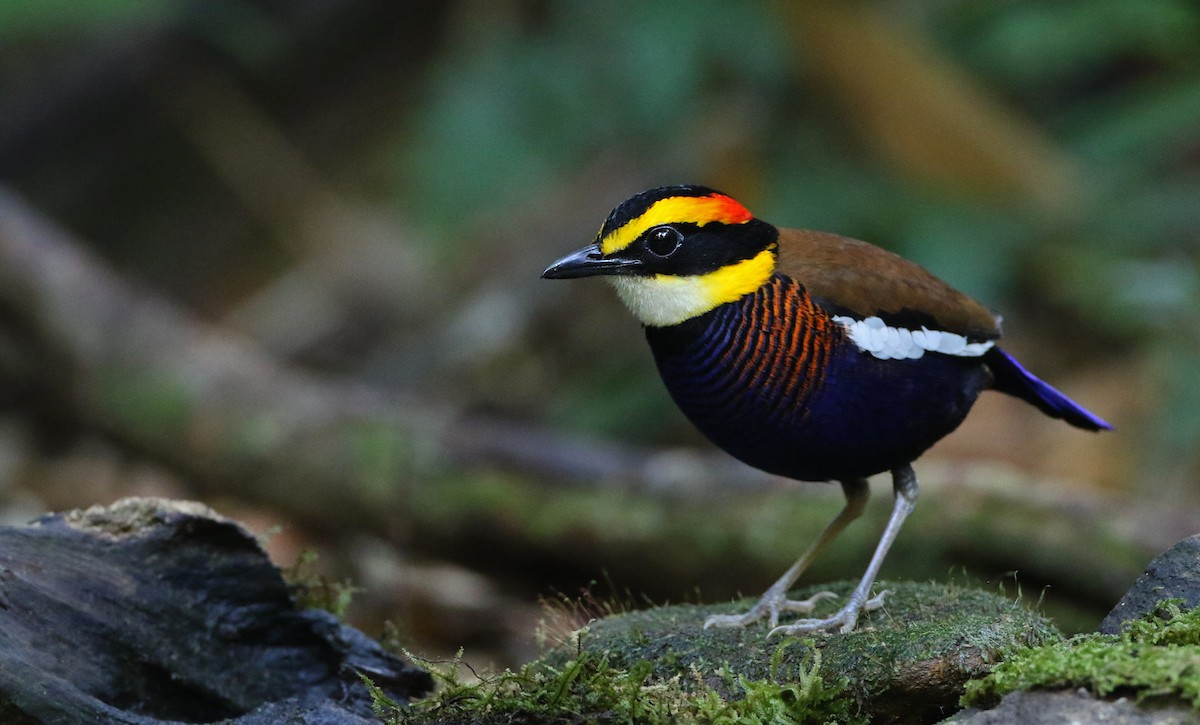 Malayan Banded-Pitta - Luke Seitz