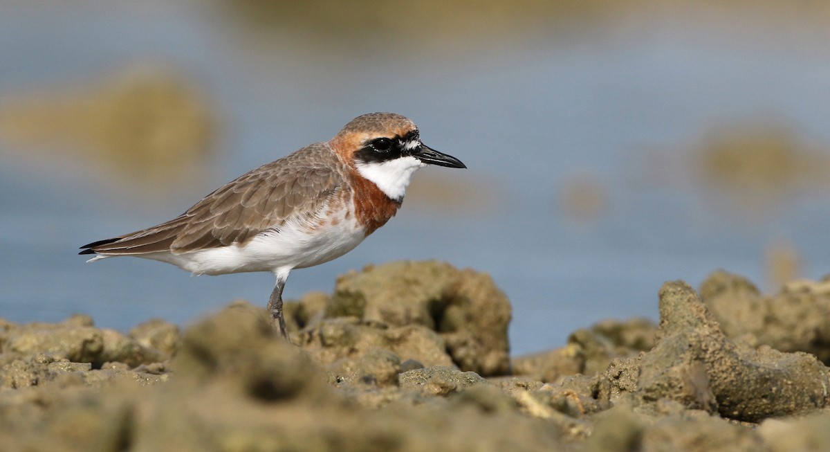 Greater Sand-Plover - Luke Seitz