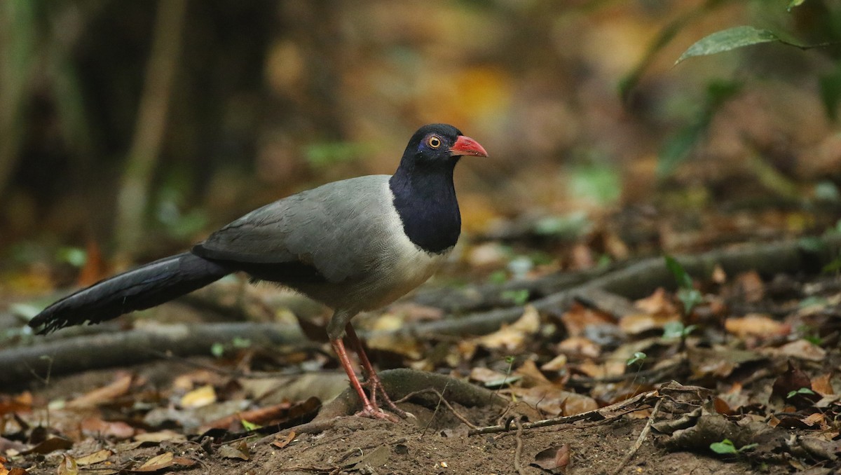 Coral-billed Ground-Cuckoo - ML89710831