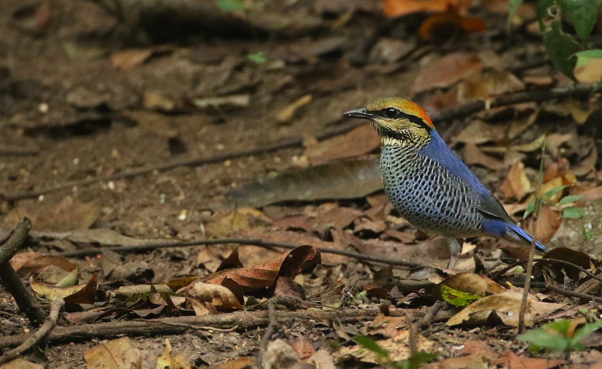 Blue Pitta - ML89710891