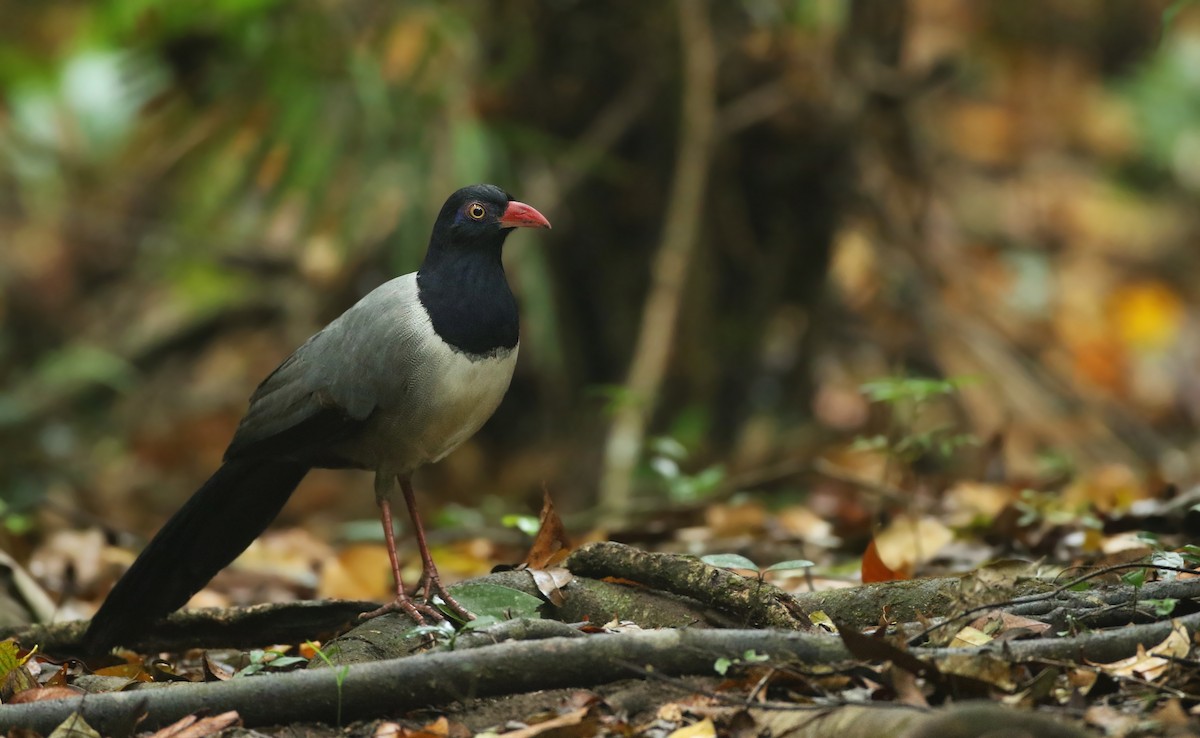 Coral-billed Ground-Cuckoo - ML89710901