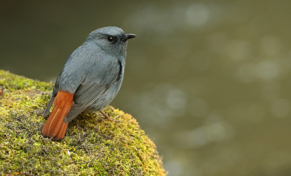 Plumbeous Redstart - ML89711121