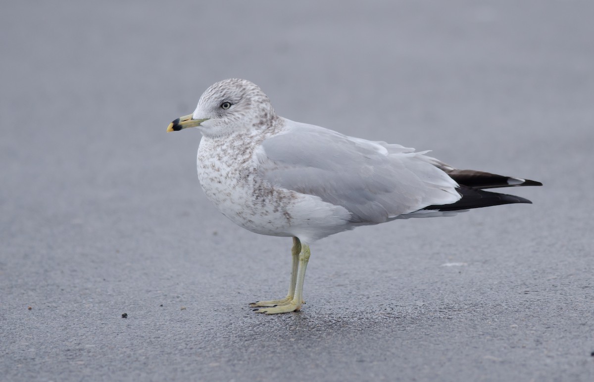 Ring-billed Gull - ML89712071