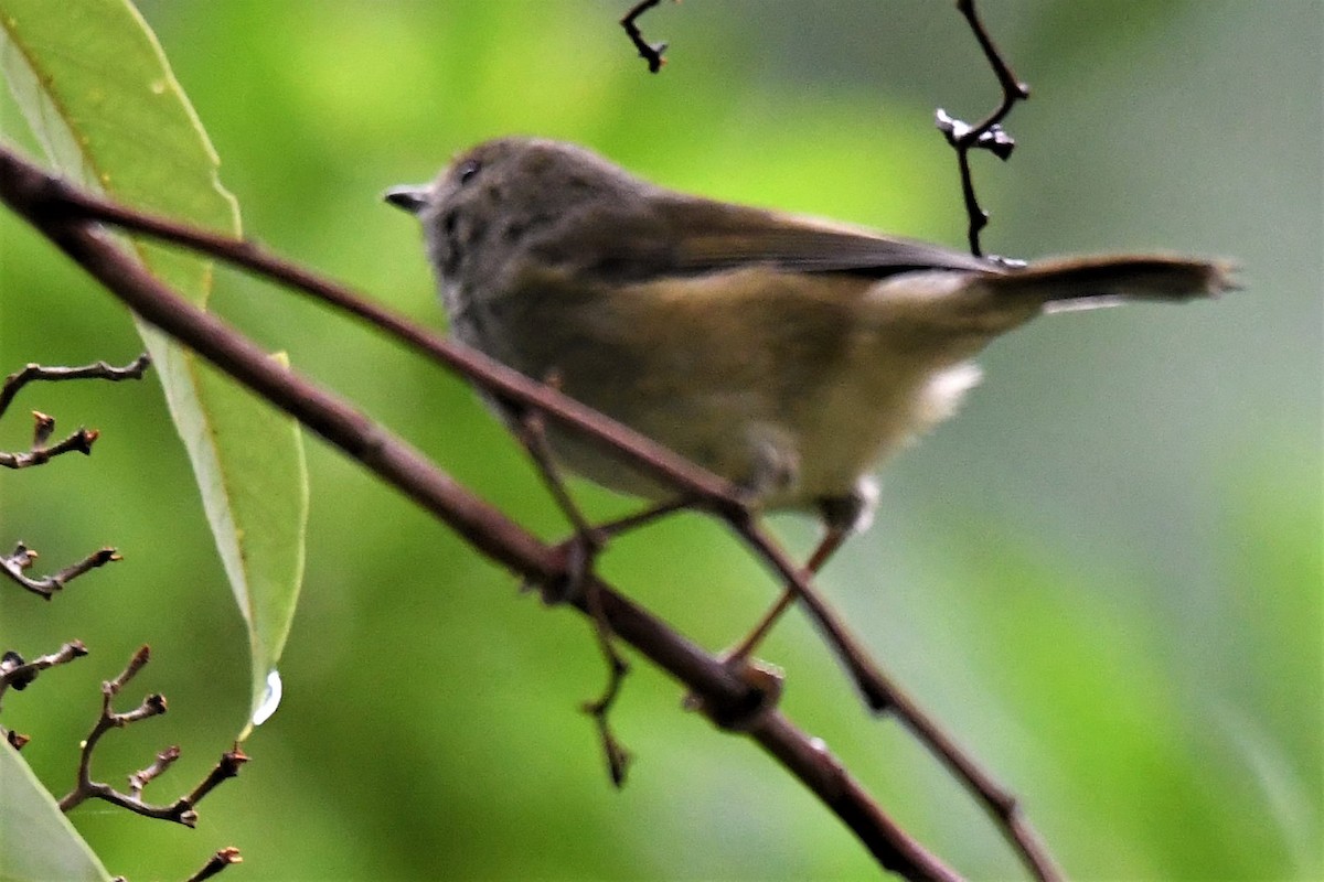 Brown Thornbill - ML89712981