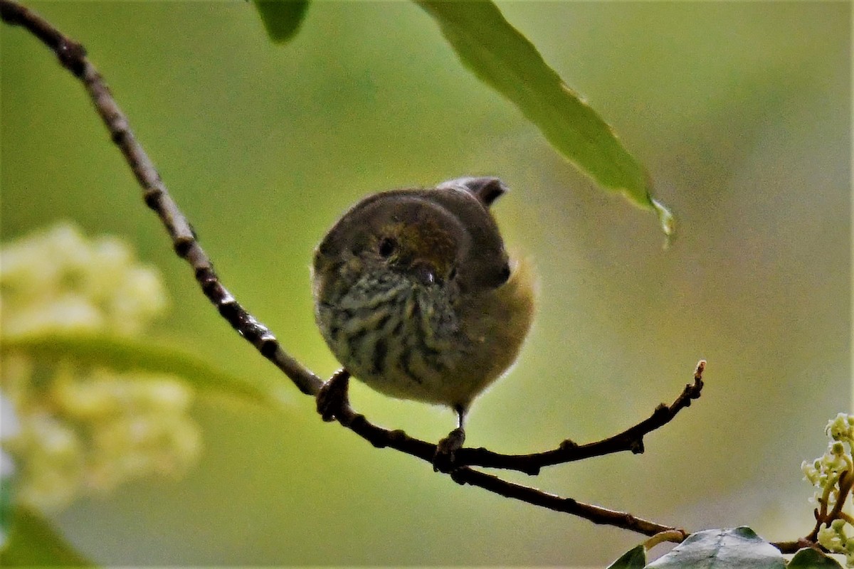 Brown Thornbill - ML89712991