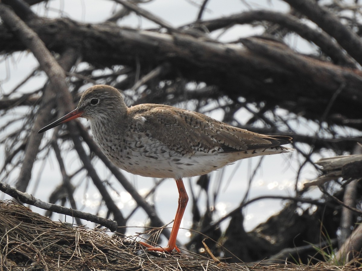 Common Redshank - Yuyi Chen