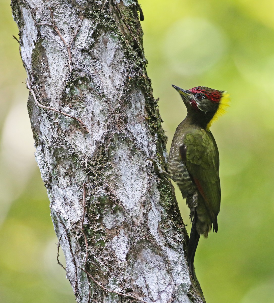 Lesser Yellownape - ML89715001