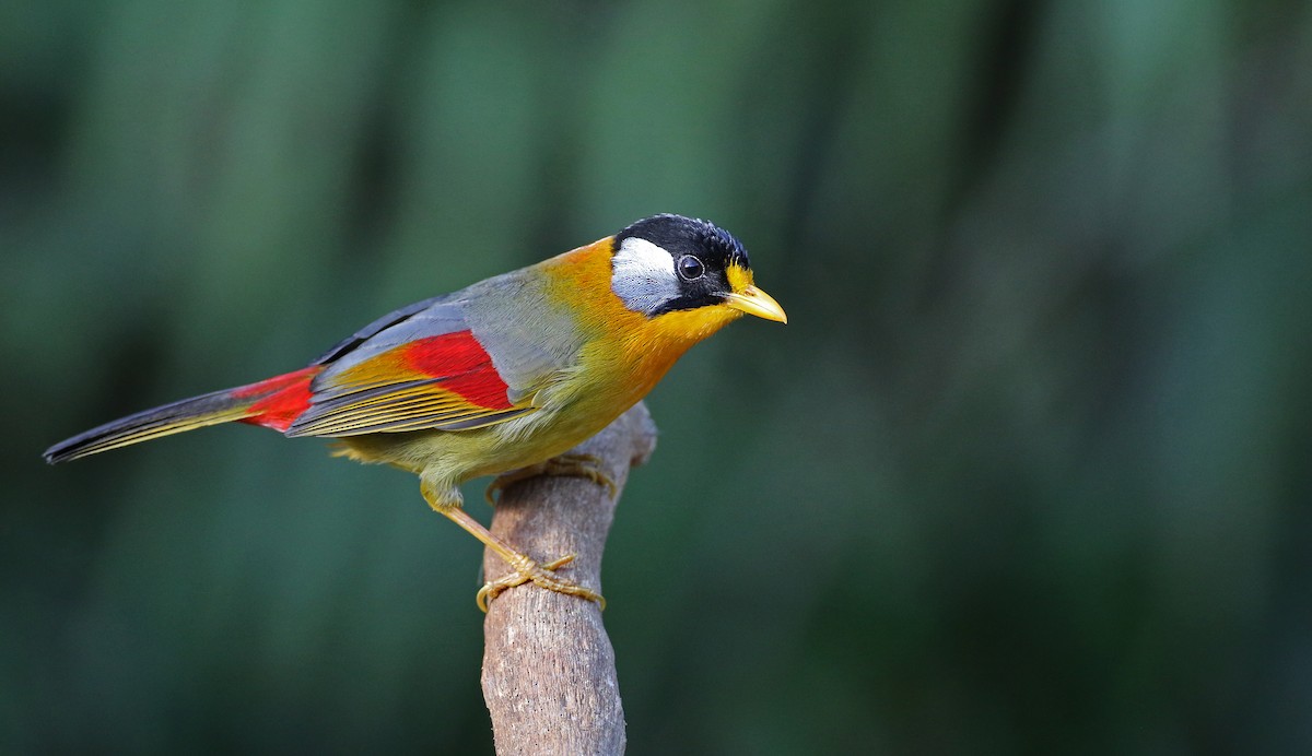 Silver-eared Mesia - Luke Seitz