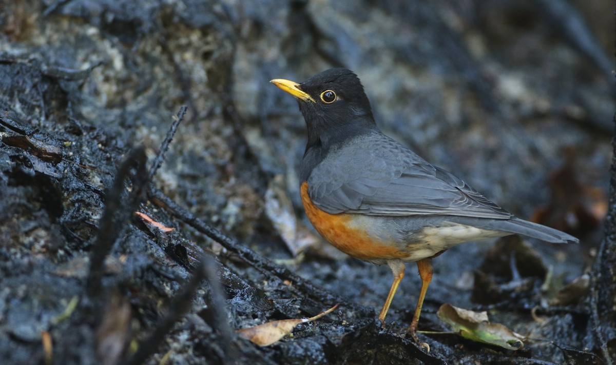 Black-breasted Thrush - ML89715161