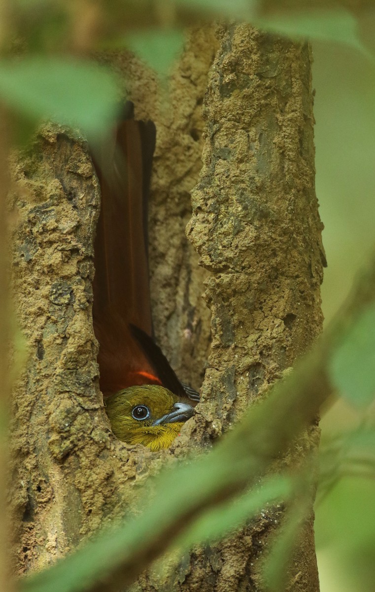 Orange-breasted Trogon - Luke Seitz